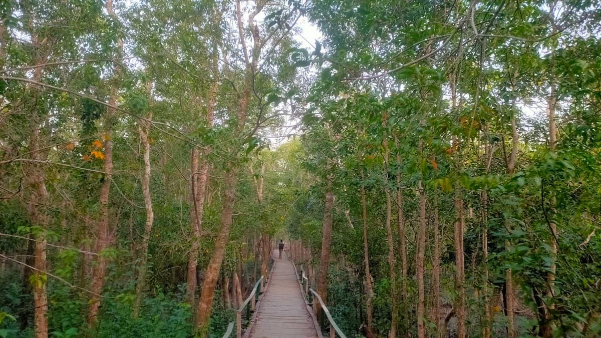 একলা পথিক (সুন্দরবন)