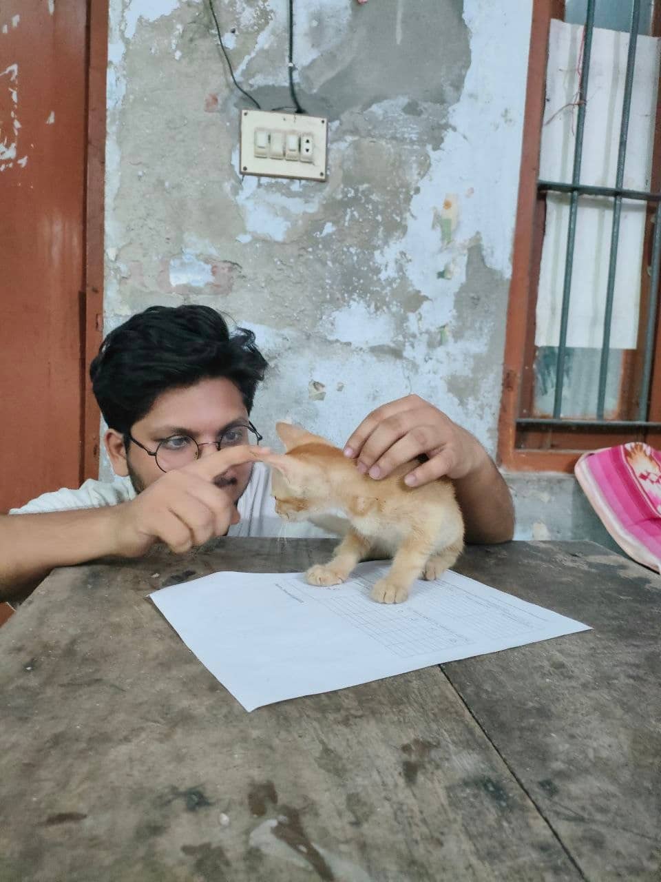বিড়াল ও মেফতা